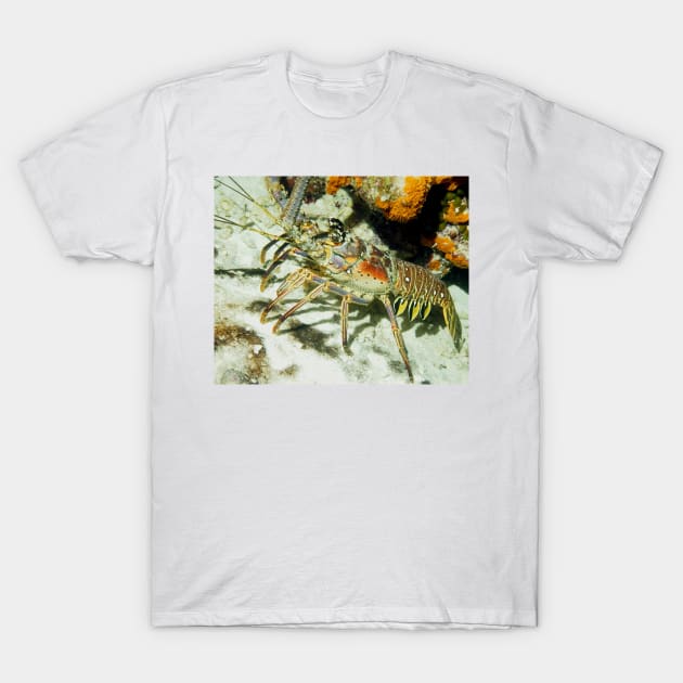 Caribbean Reef Lobster showing its beautiful colors T-Shirt by Scubagirlamy